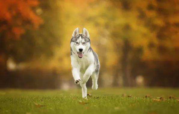 Autumn, grass, dog, walk, husky, bokeh