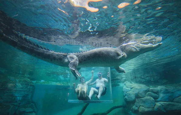 People, Australia, Crocodile, Two, Darwin, Under water, Australia, Crocosaurus Bay