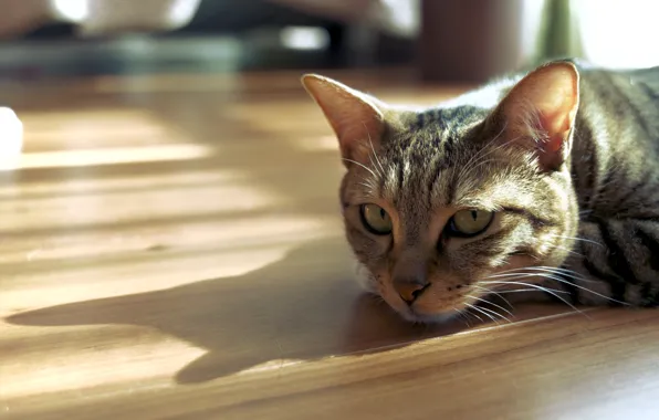 Cat, cat, look, light, portrait, floor, lies, shadows
