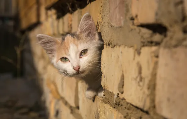 Look, baby, muzzle, kitty