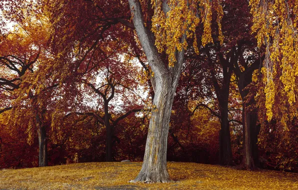 Autumn, forest, leaves, trees, branches, Park, tree, glade