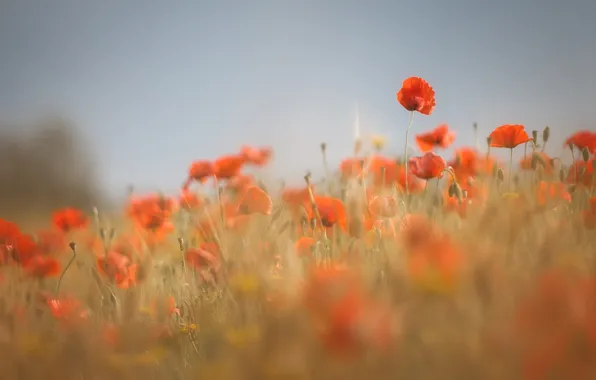 Summer, flowers, Maki, meadow, red, poppy field