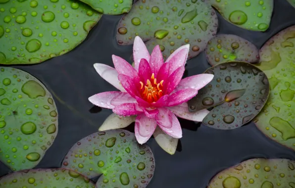 Leaves, water, drops, Lily, petals