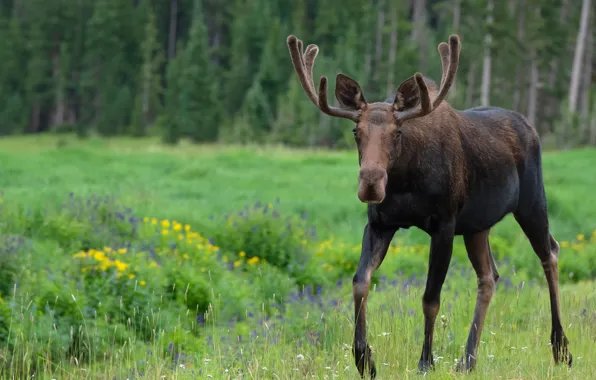 Picture greens, summer, look, face, flowers, nature, glade, walk