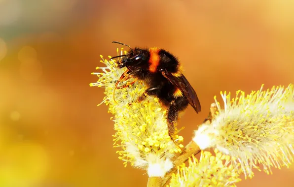 Macro, orange, bee, background, branch, spring, yellow, insect