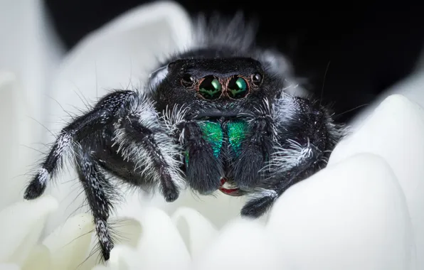 White, flower, look, macro, spider, petals, black background, green eyes