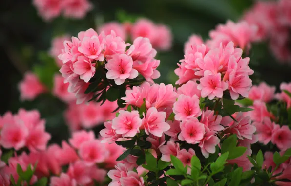 Flowers, nature, background, garden, gentle, pink, leaves, Azalea