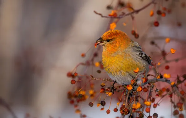 Picture branches, nature, berries, bird, Schoor