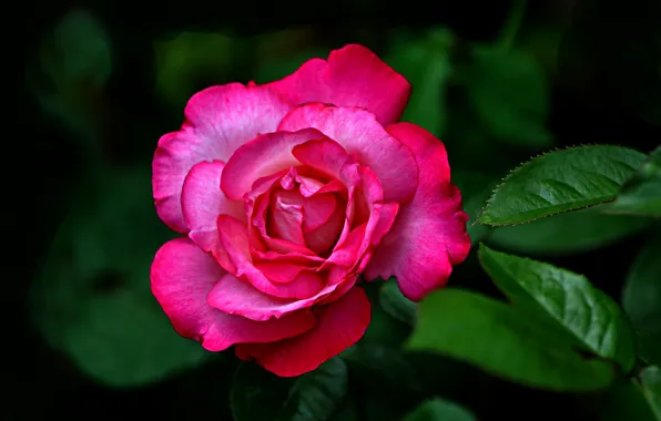 Rose, Bud, bright
