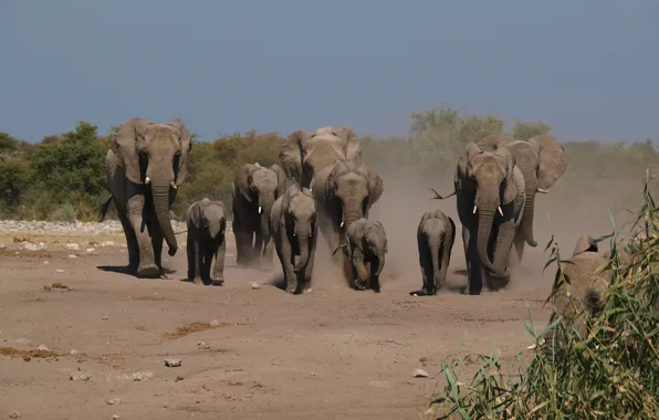 Trail, dust, family, elephants, the herd