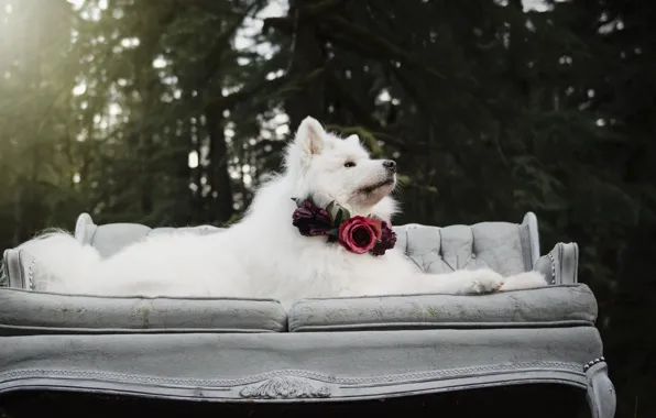 Look, pose, dog, white, face, Samoyed
