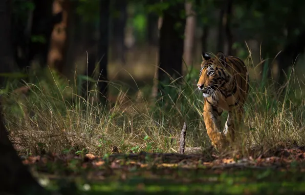 Forest, grass, look, light, trees, nature, tiger, pose