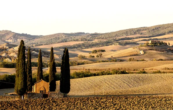 Road, trees, field, Toscana, Val d'orcia