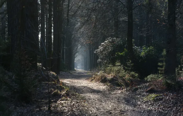 Forest, trees, nature, autumn, leaves, landscapes, sun, glare