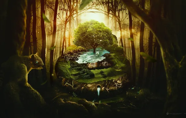 Picture forest, water, creative, tree, protein, desktopography