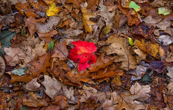 Autumn, leaves, nature