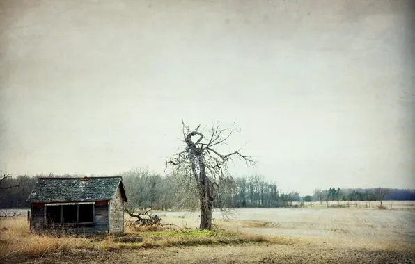 Picture field, trees, home, Canada, Ontario, Glencoe