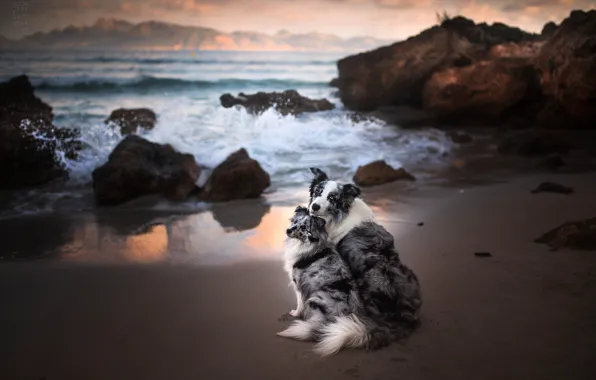 Sea, dogs, the ocean, rocks, a couple, two dogs