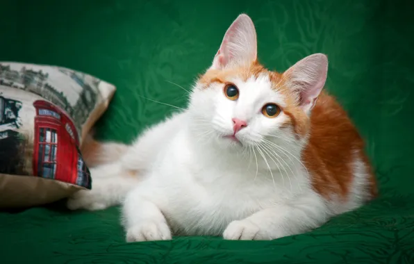 Cat, white, cat, look, green, kitty, background, blanket