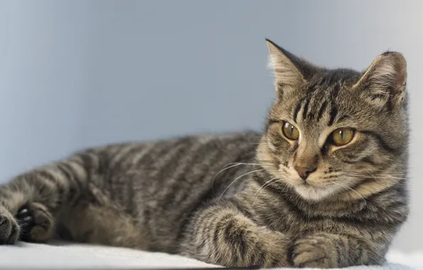 Cat, cat, look, portrait