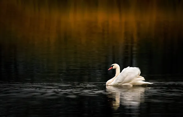 Picture white, water, the dark background, bird, swans, pond, swimming, bokeh