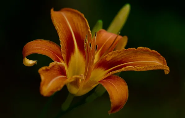 Picture macro, the dark background, Lily