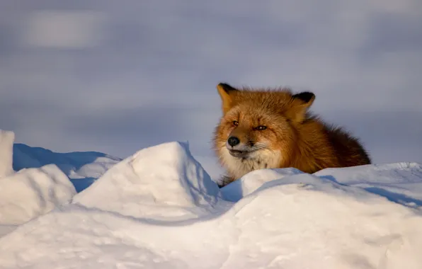 Picture winter, look, face, snow, Fox, the snow, lies, red