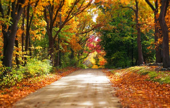 Road, autumn, forest, leaves, trees, nature, Park, colors