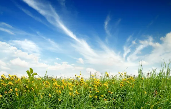 Picture field, the sky, flowers, nature