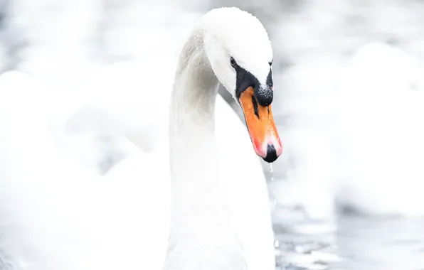 White, drops, bird, portrait, Swan, light background, pond