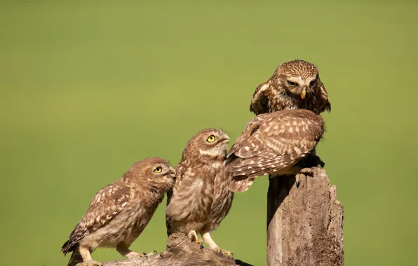 Birds, owl, ladder, owls, green background, Quartet, poses, column