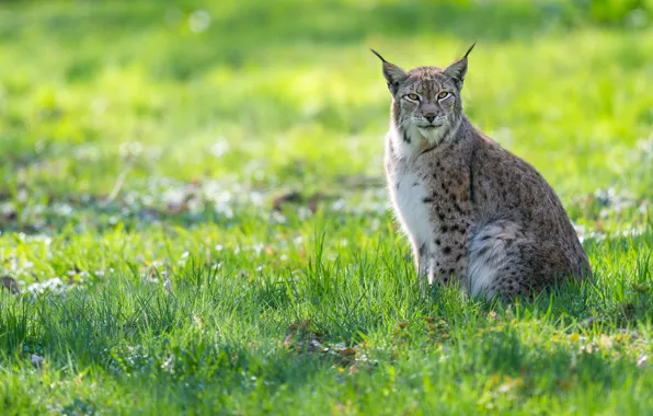 Summer, grass, glade, lynx, sitting, lawn