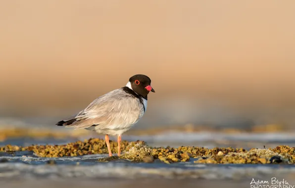 Picture the sun, nature, bird, bokeh, Plover, Thinornis rubricollis