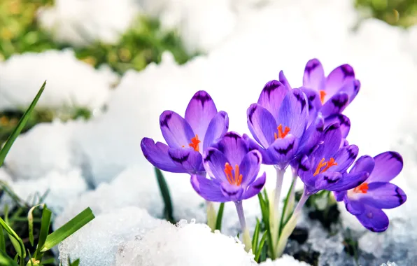 Snow, flowers, spring, purple, crocuses, the snow, lilac