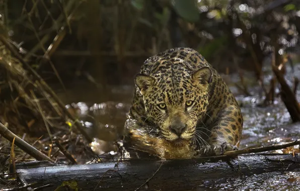Picture predator, Jaguar, Amazon, (film), Amazonia