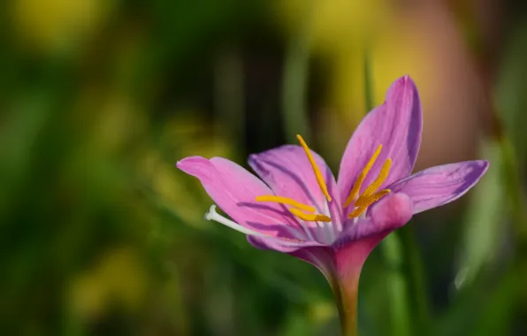 Macro, petals, stamens, Zephyranthes