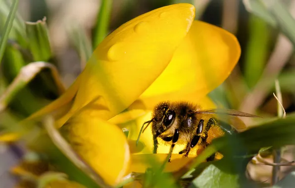 Flower, drops, macro, yellow, bee, pollen, Krokus
