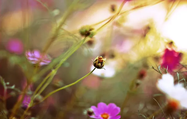 Autumn, macro, sunset, pink flowers