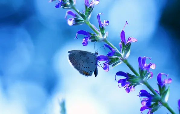 Picture flower, blue, glare, background, butterfly