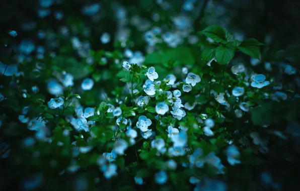 Flowers, blue, dark, spring, small, dobraatebe