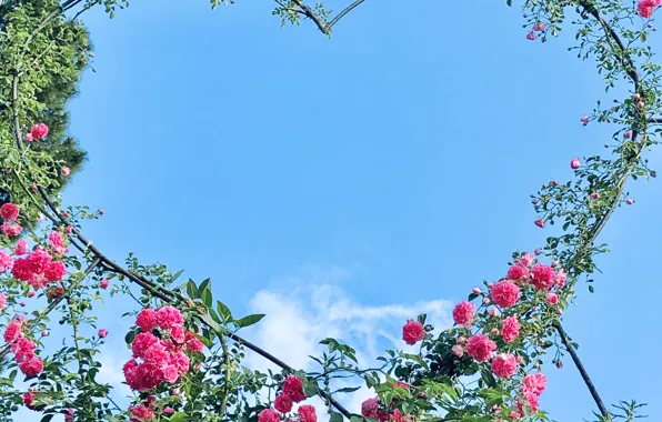 Picture flowers, heart, garden, Valentine's day