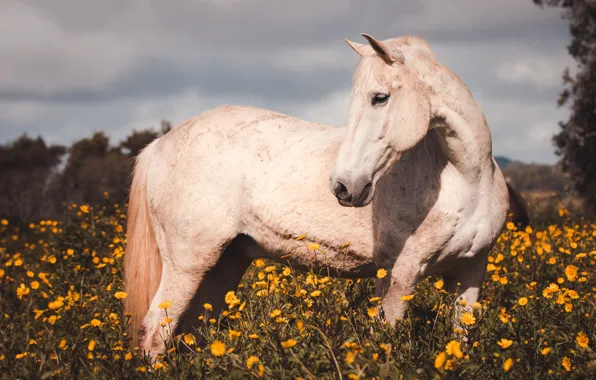 Field, white, the sky, look, face, flowers, nature, horse
