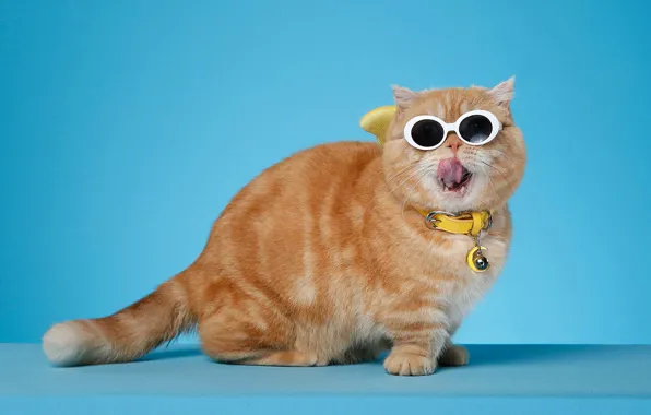 Language, cat, cat, look, pose, kitty, background, red