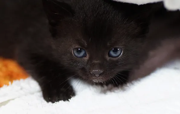 Cat, look, black, portrait, baby, kitty