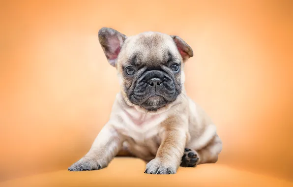 Picture background, dog, baby, puppy, Ksenia Lysenkova, French Bulldog