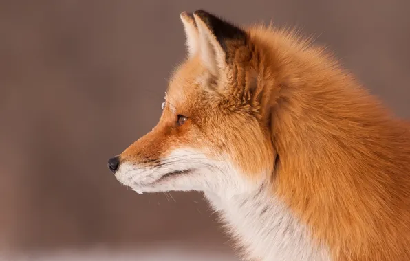 Picture face, background, portrait, Fox, profile, red