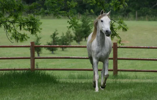 Grass, horse, the fence