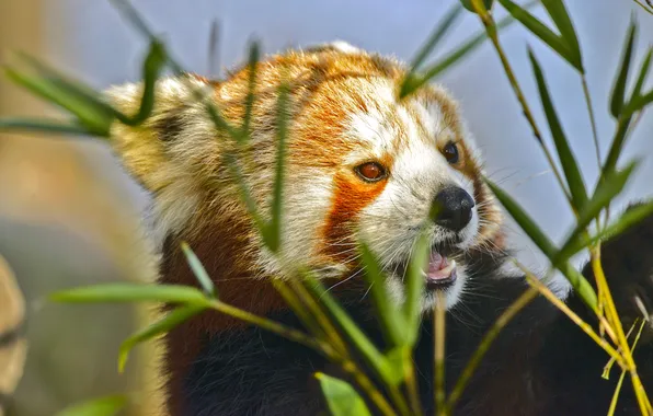 Look, leaves, light, stems, portrait, red Panda, face, red Panda