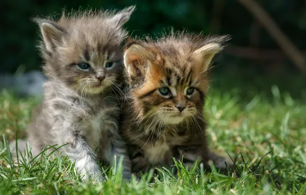Grass, kittens, kids, a couple, Maine Coon, two kittens