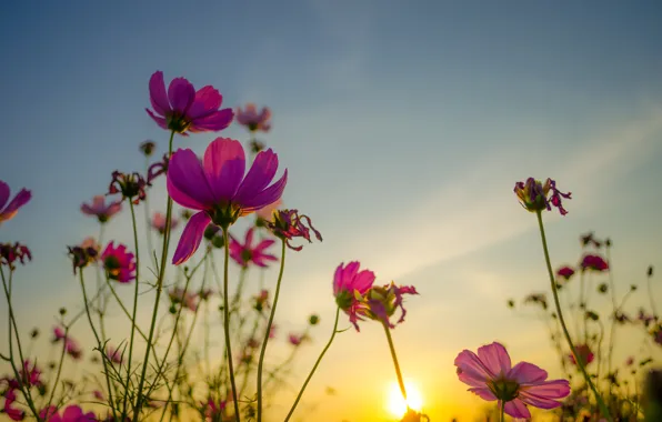 Field, summer, the sky, the sun, sunset, flowers, colorful, meadow